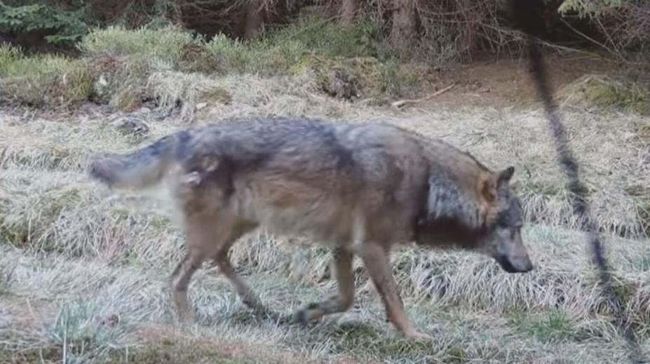 Zlínsko terorizují vlci. Na svědomí už mají desítky ovcí