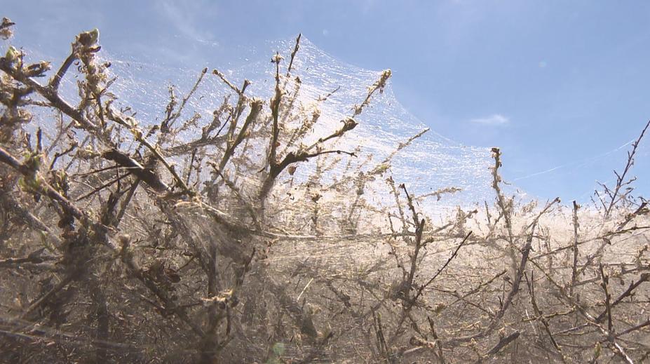 Obyvatele Dobříše děsí husté pavučiny. Ty ale překvapivě nejsou od pavouků