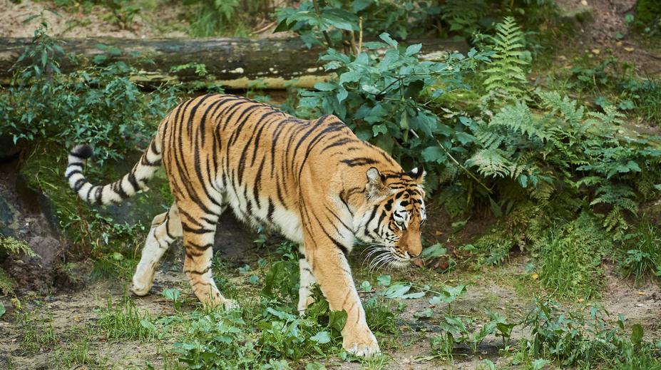 Horor v zoo: Návštěvníka napadl tygr. Podle svědků měl do výběhu sám skočit
