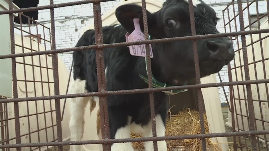 Opatření kvůli slintavce a kulhavce v Česku končí. Zoo se opět rozjíždí naplno