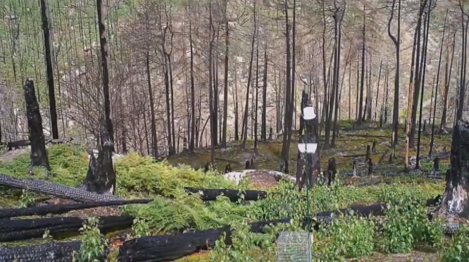 České Švýcarsko se obnovuje obrovskou rychlostí. Vědci to ukazují na časosběru