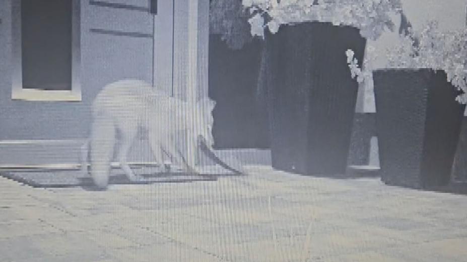 Liška na Pardubicku kradla muži papuče. Myslivci nad jejím chováním kroutí hlavou