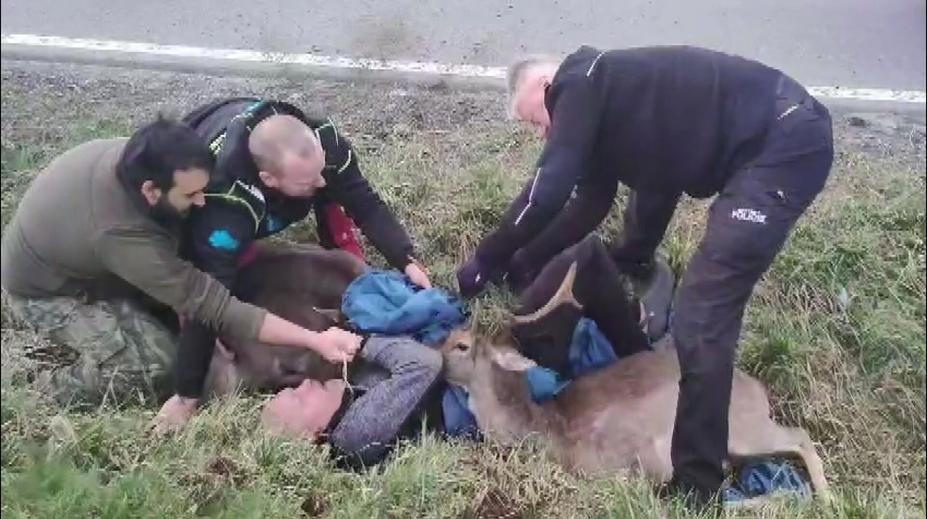 Záchranná akce u Řevnic. Daňci uvěznění v síti ohrožovali provoz