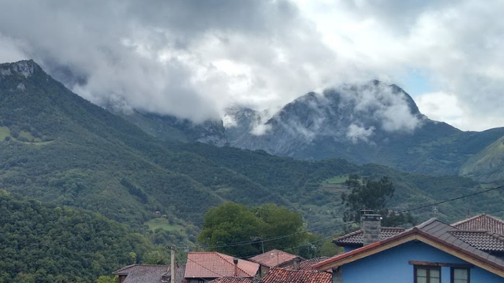 Ponga (4)