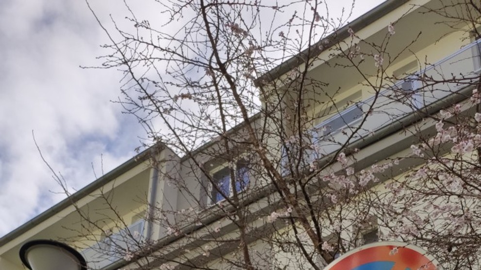 Obyvatele Ivančic překvapily rozkvetlé stromy