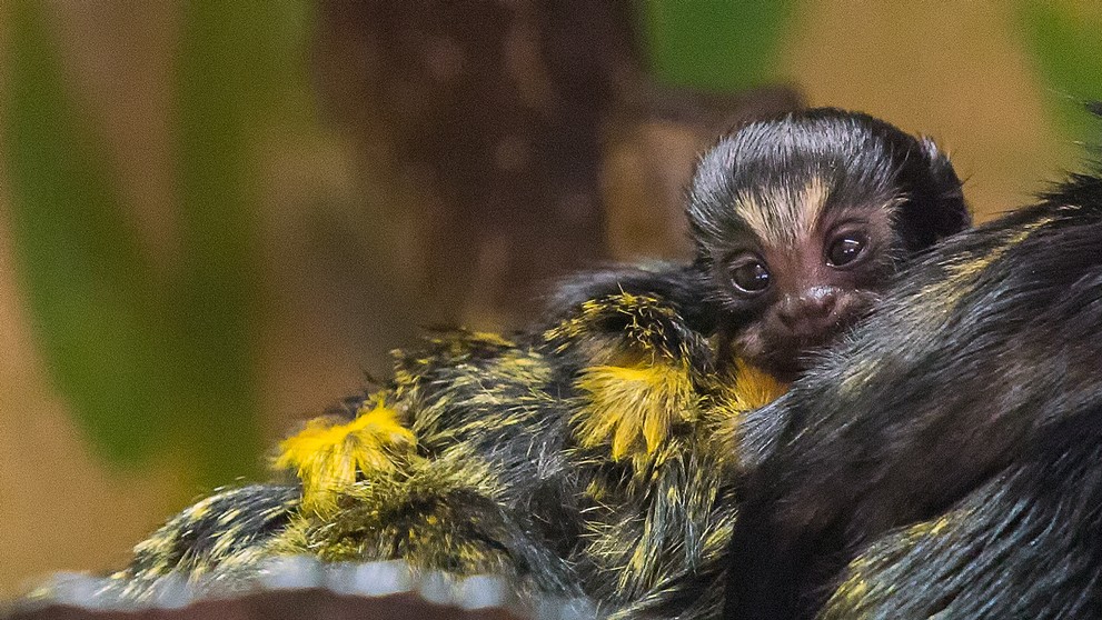 Dvojčata tamarína žlutorukého z brněnské zoo - 2