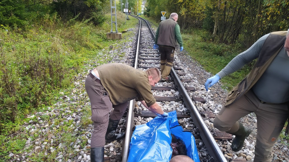 Medvědici na Slovensku přejela tramvaj