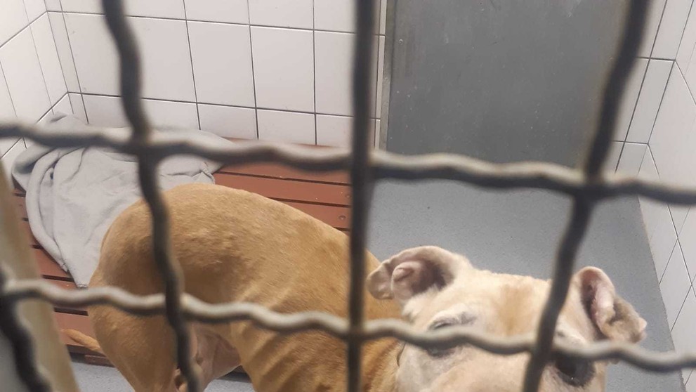 Týrání zvířat na Hradecku - 3