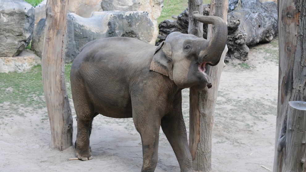 Jak se sloni v pražské zoo drbou - 3