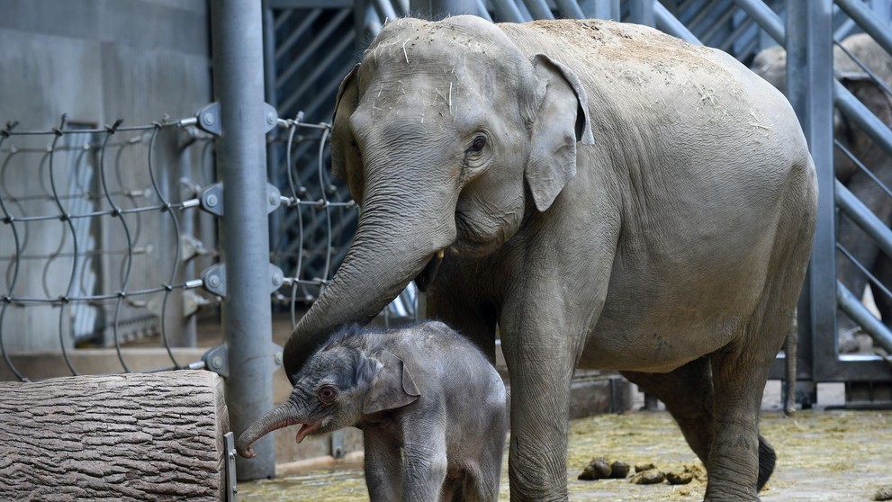 Slůně v pražské zoologické zahradě - 1