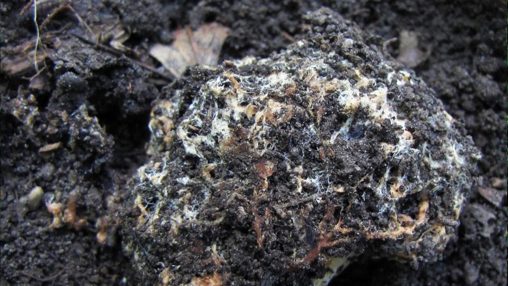 Seslička poduškovitá (Sedecula pulvinata) (2)