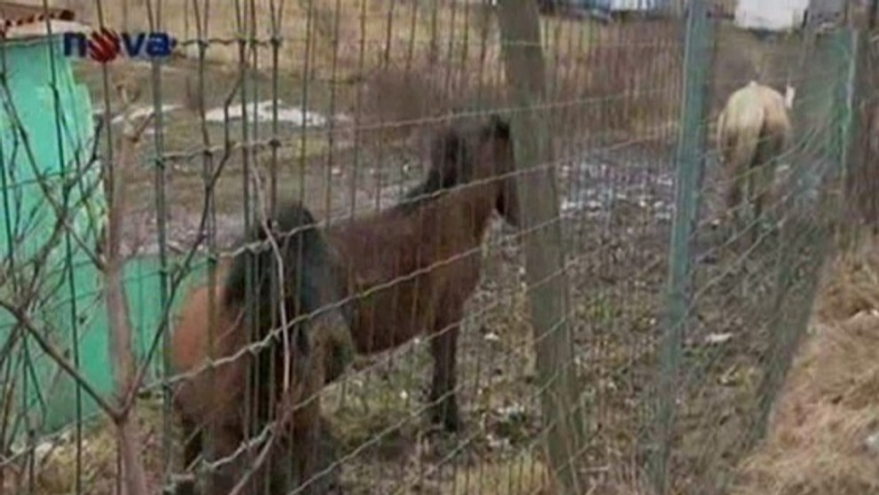 Trýzněné koně z reportáže
