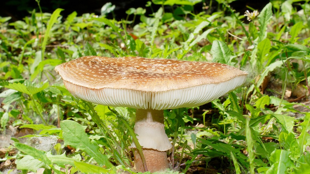 Muchomůrka růžovka