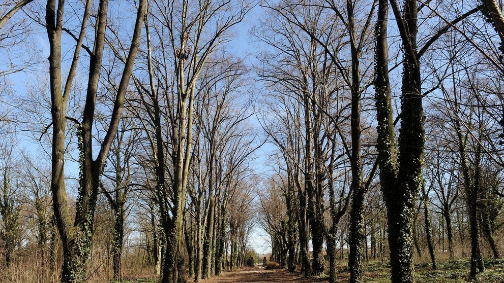 Starý bohnický hřbitov - 2