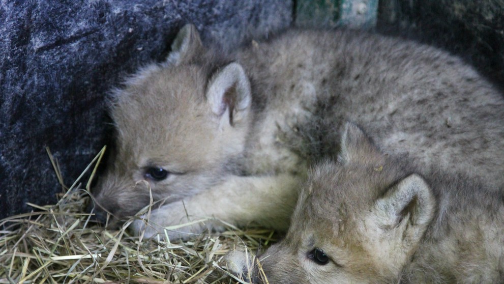 Paterčata vlků arktických v brněnské ZOO - 2