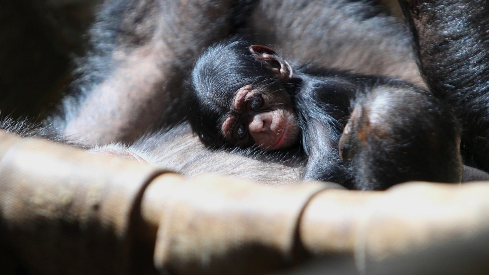 V zoo se narodilo mládě šimpanze (2)