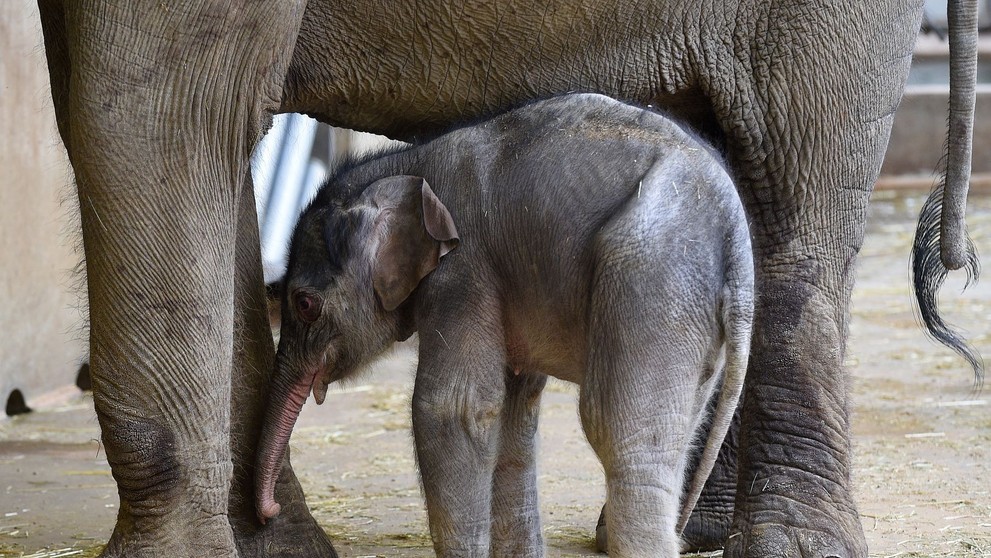 Slůně v pražské zoologické zahradě - 3