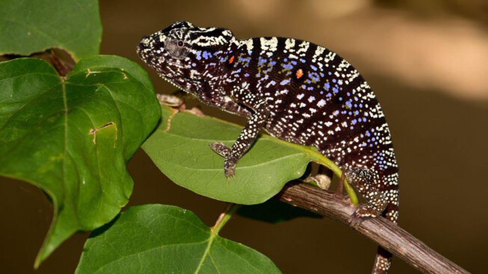 Voeltzkow's Chameleon - 1