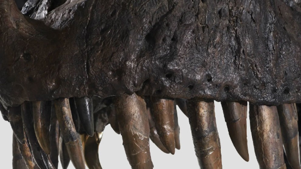Tyrannosaur rex (3)