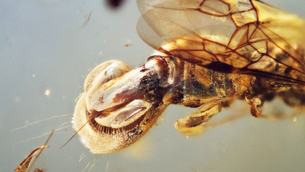 Sirenobethylus charybdis (1)