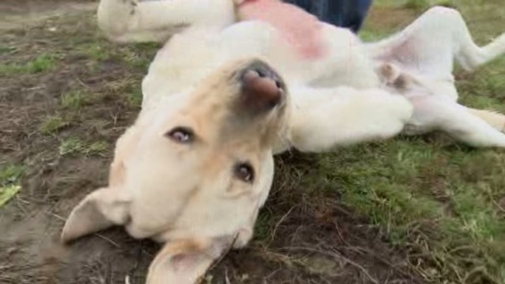 Labrador Sunny - 2