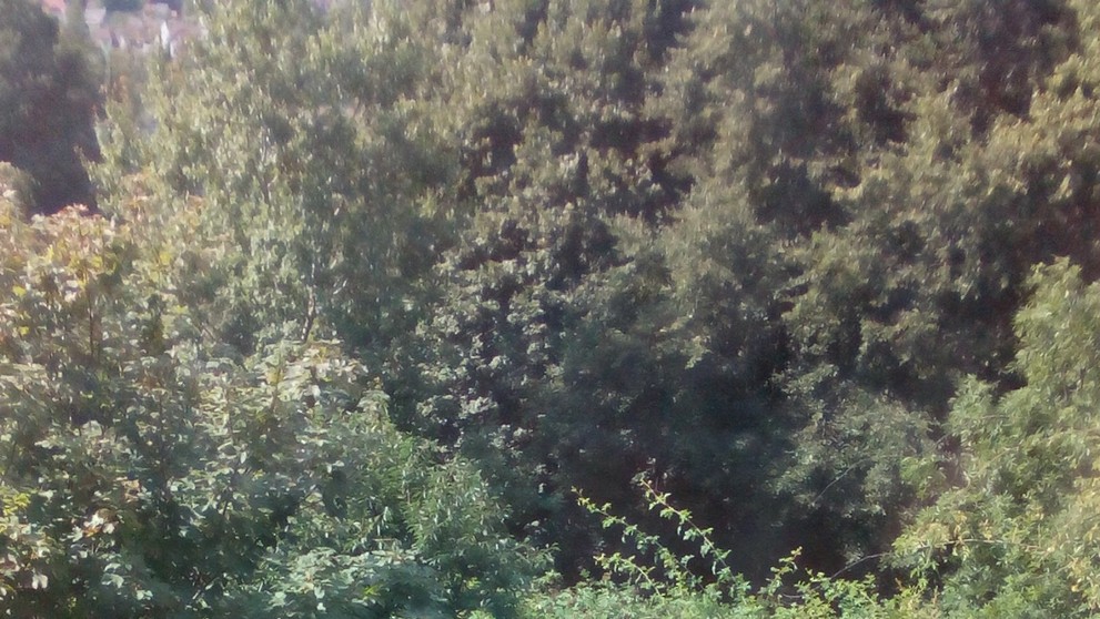 Pštros u dálnice D1 - 4