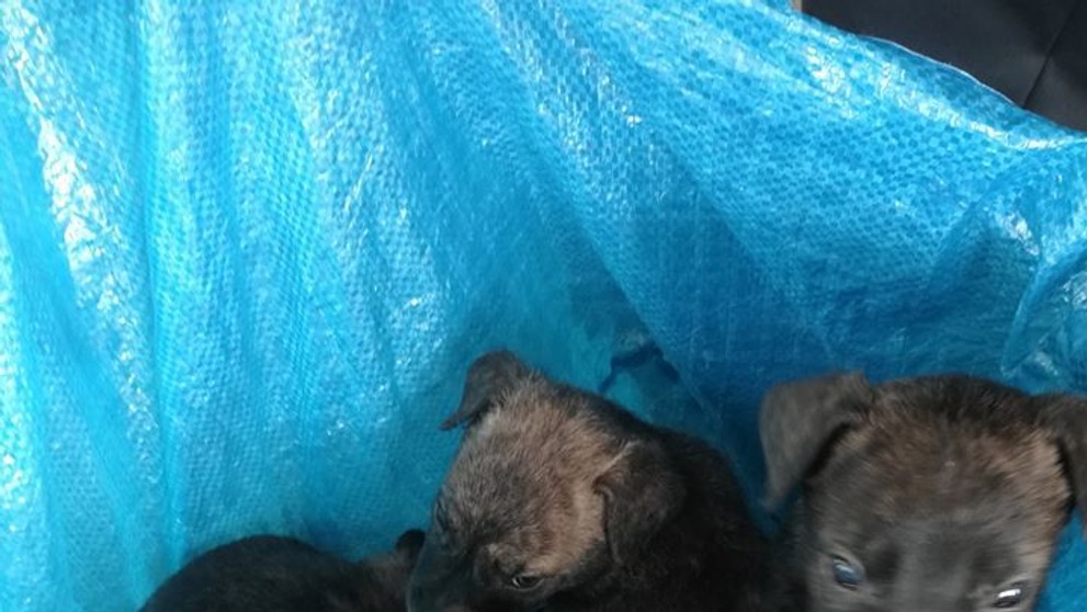 Sedm štěnat v Karviné někdo odložil k popelnici - 2