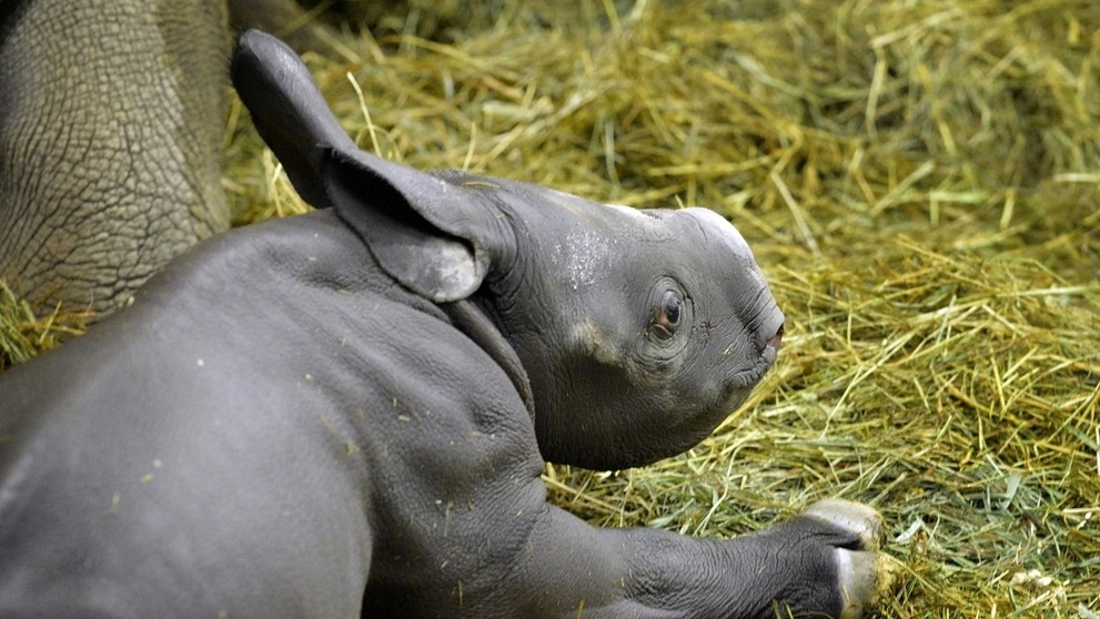 Do Safari Parku Dvůr Králové přibyli během dvou dnů hned dva nosorožci - 2