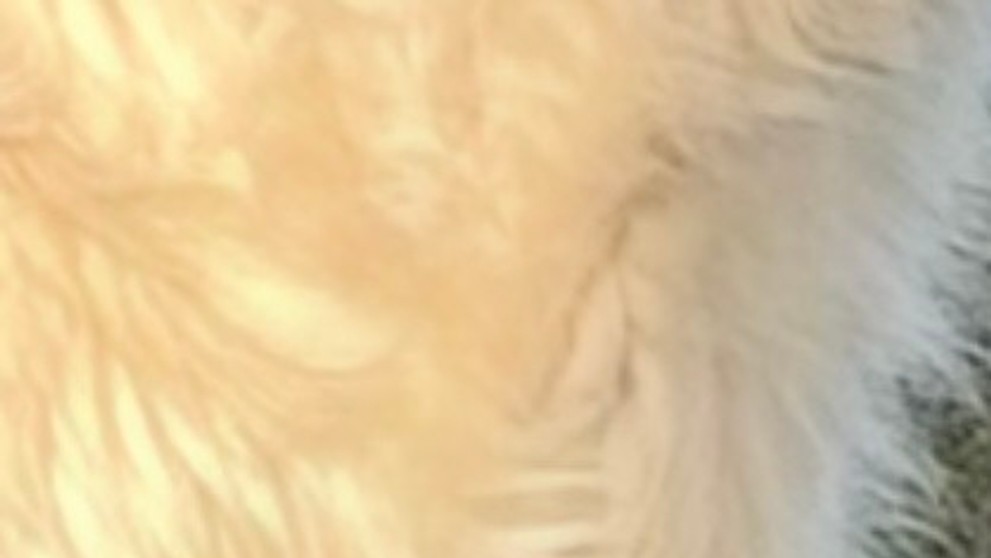 Ztracená fenka Majka