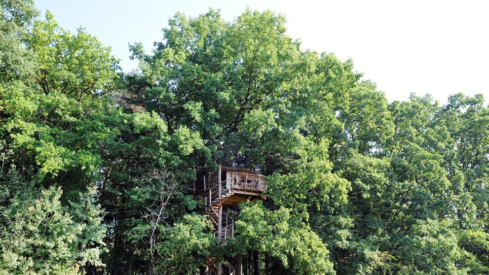Tree house - 13