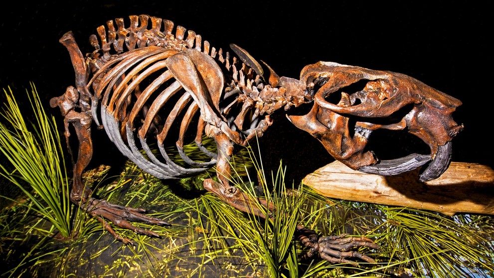 Kostra obřího bobra z rodu Castoroides