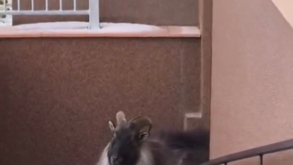 Tahr himálajský na Jesenicku