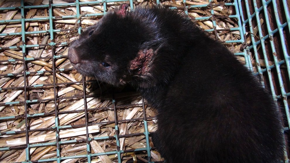 Zubožená zvířata na kožešinových farmách - 14