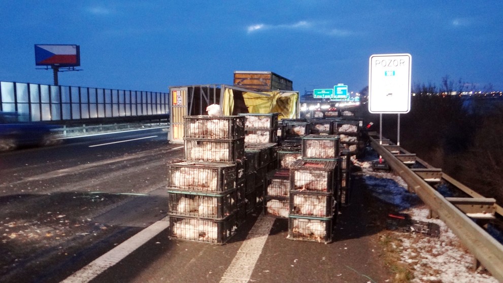 Na D1 se převrátil kamion s drůbeží! - 3