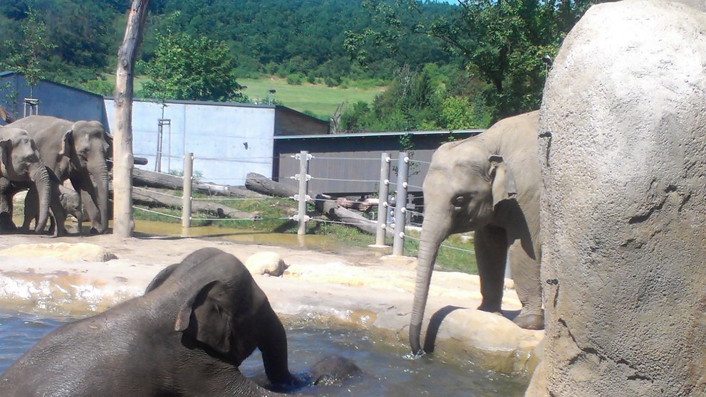 Sloni v pražské zoo - 6