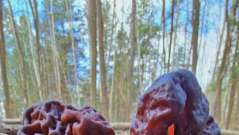 Nález houby Ucháč obecný