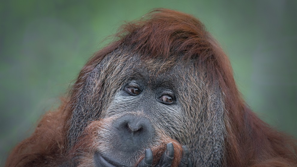 Orangutan Ferda