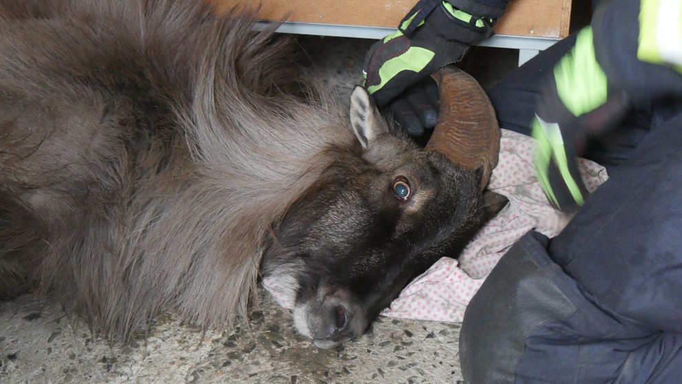 Tahr himálajský na Jesenicku