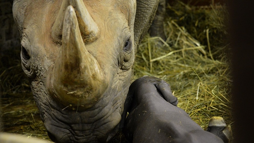 Do Safari Parku Dvůr Králové přibyli během dvou dnů hned dva nosorožci - 1