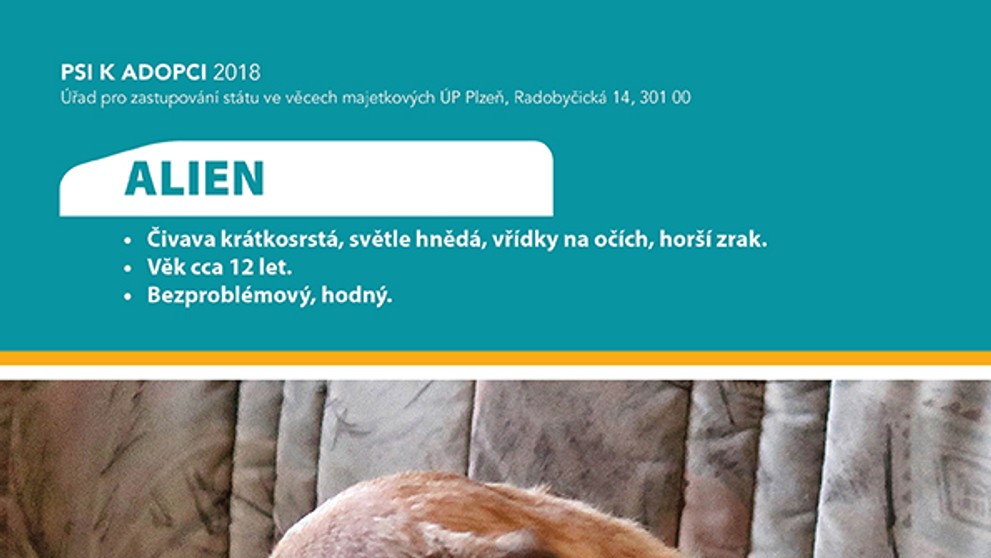 Pejsek k adopci