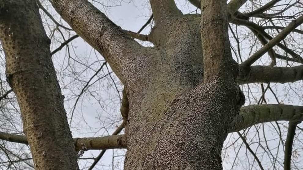 Hmyz na stromě - 1