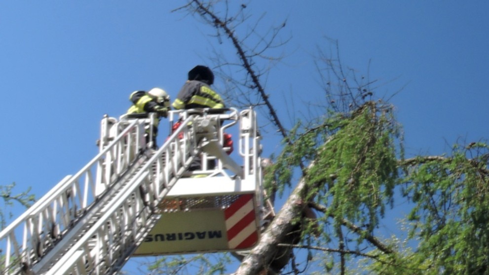 Dřevorubec zůstal uvězněný na stromě - 3