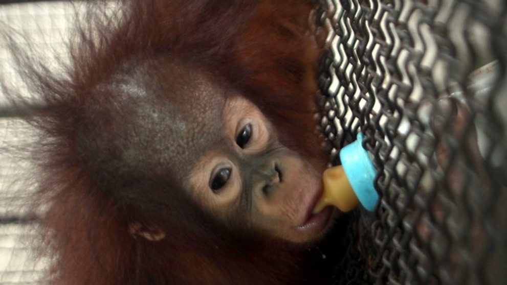 Nejhorší zoo na světě v indonéské Surabaye - 2