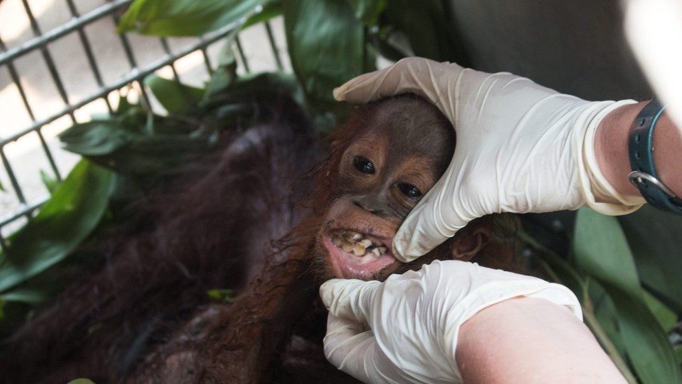 Samici orangutana s mládětem se podařilo útect před ohněm i vesničany - 2