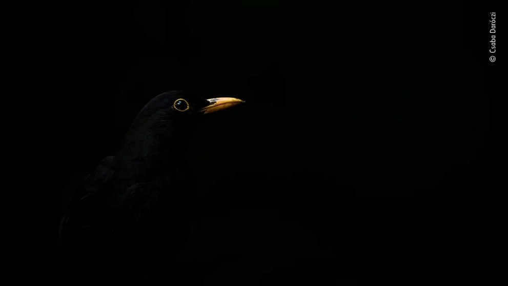 Wildlife Photographer of the Year - Csaba Daróczi