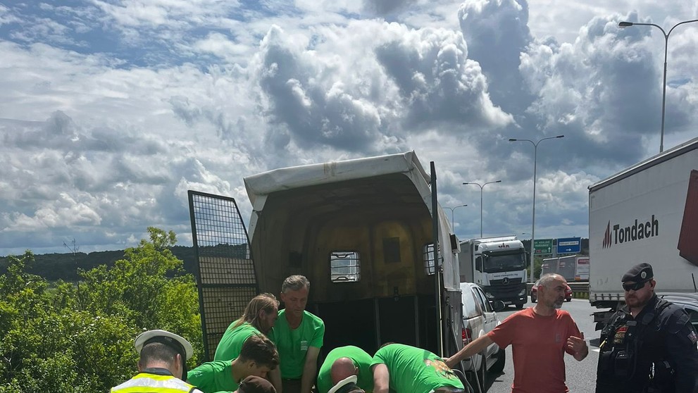 Odchyt koně převalského (1)