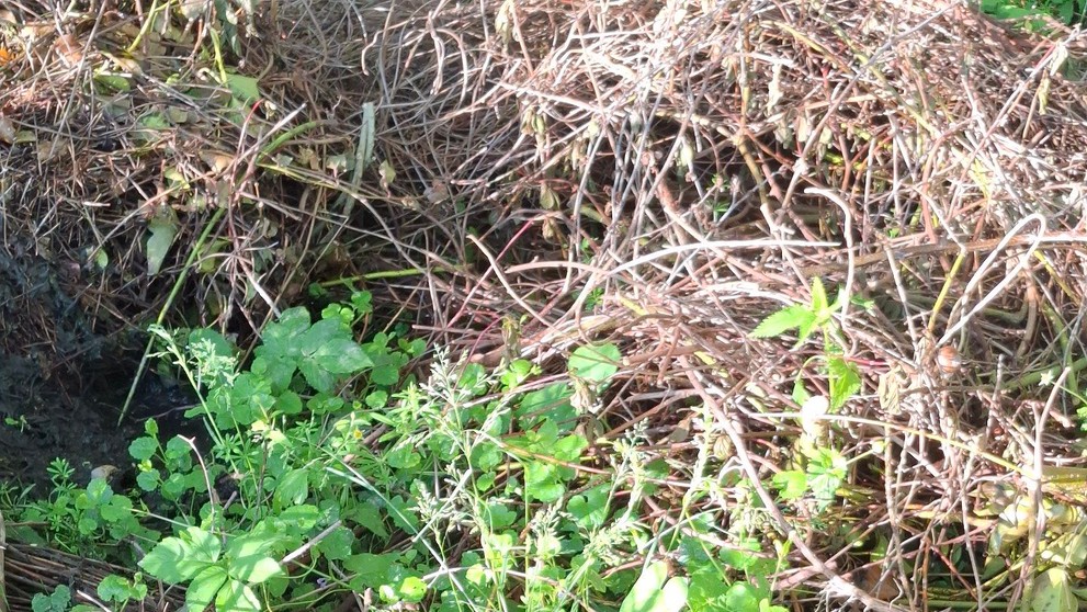 Záchrana bobra v Hraběšicích