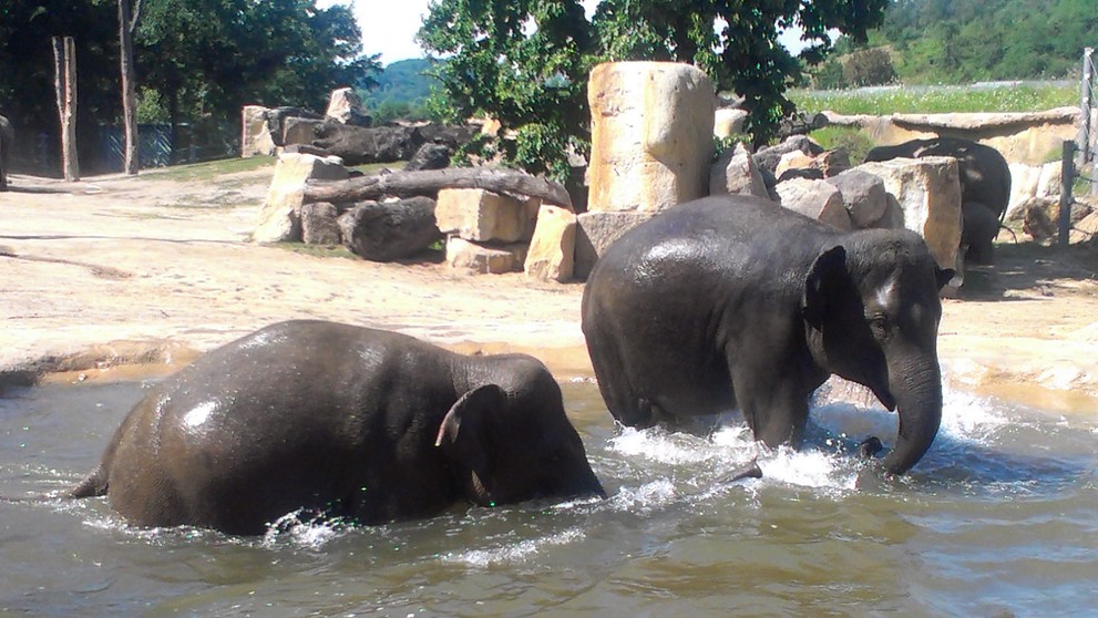 Sloni v pražské zoo - 5