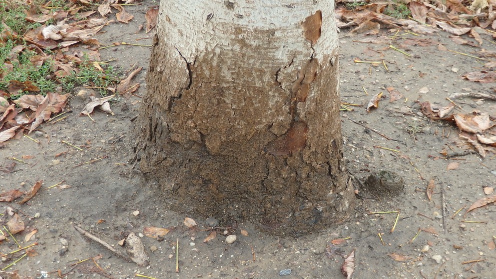 Stromy poškozené psí močí - 4