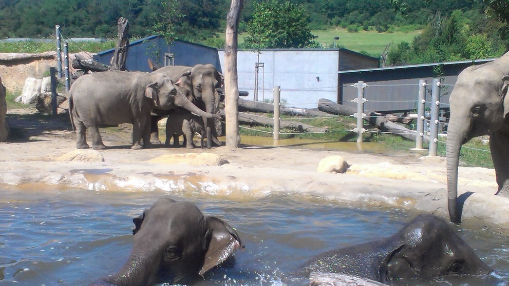 Sloni v pražské zoo - 7